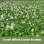 Dutch White Clover Kit – Flawn Seed – 500 SQ FT